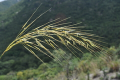 Aristida setacea
